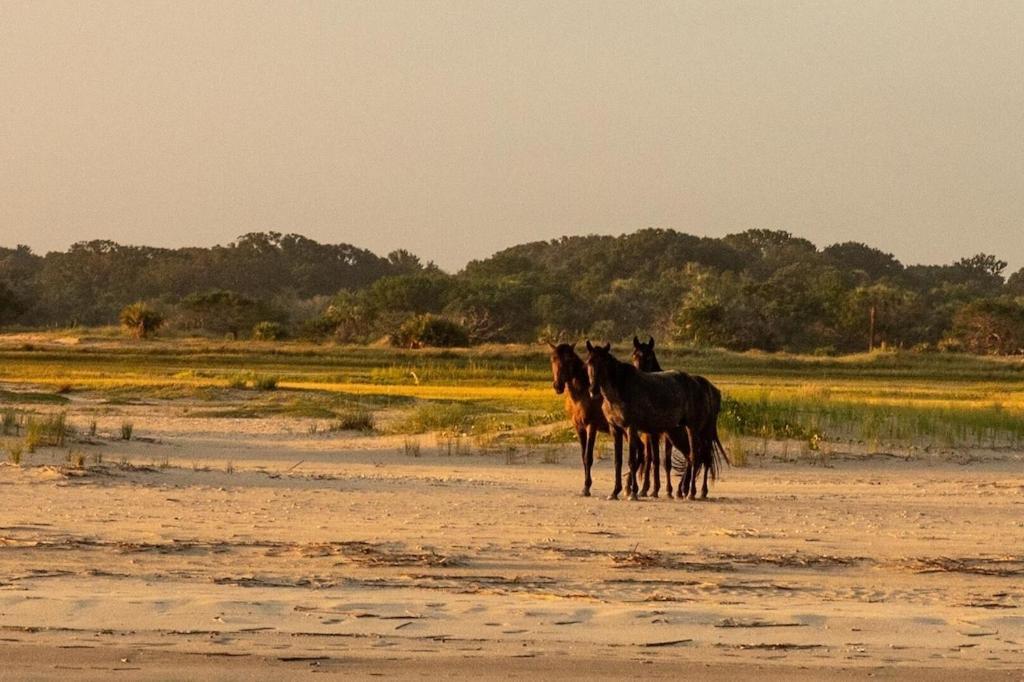 Amelia Island Oceanfront Condo Đảo Amelia Ngoại thất bức ảnh